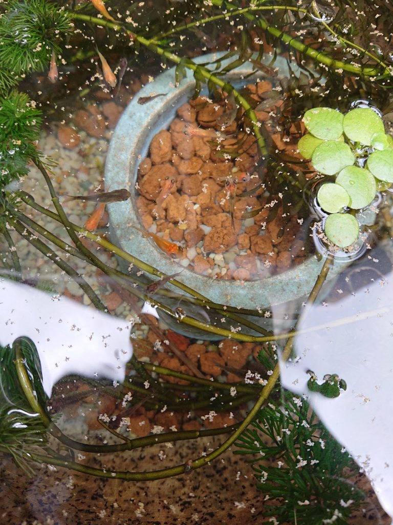 かいだん金魚 かいだん飼育日記